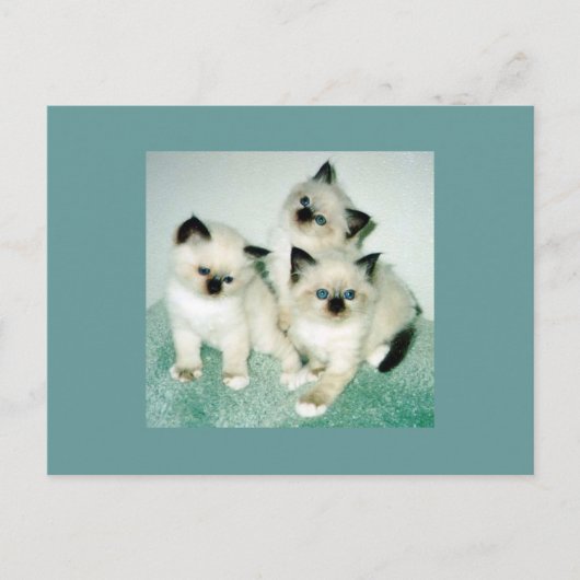 Katzen Postkarte (Vorderseite)