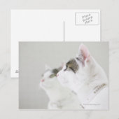 Katzen Postkarte (Vorne/Hinten)