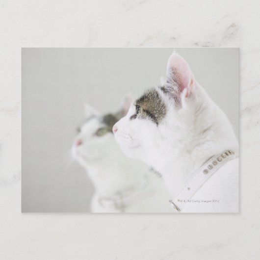 Katzen Postkarte (Vorderseite)