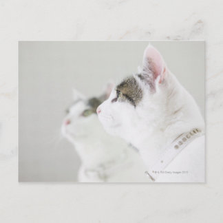 Katzen Postkarte