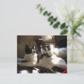 Katzen Postkarte (Stehend Vorderseite)