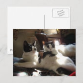 Katzen Postkarte (Vorne/Hinten)