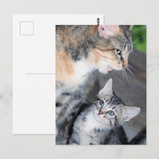 Katzen Postkarte (Vorne/Hinten)