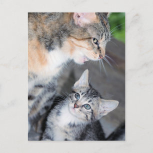 Katzen Postkarte