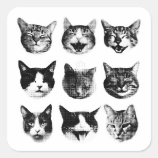 Katzen Quadratischer Aufkleber
