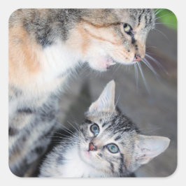 Katzen Quadratischer Aufkleber