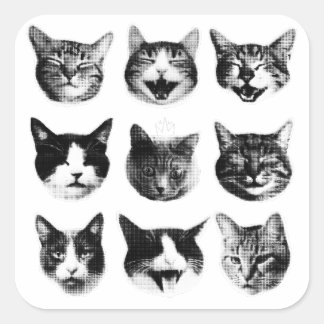 Katzen Quadratischer Aufkleber
