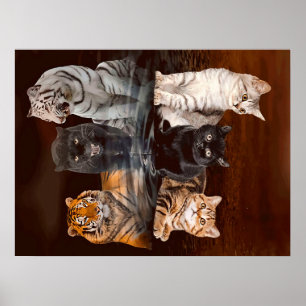Katzen Reflektionswasser, lustige Katzen Geschenke Poster