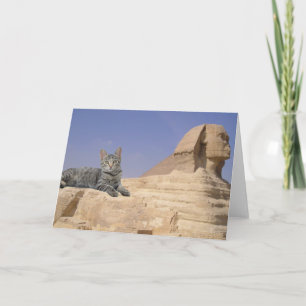 Katzen regieren! karte