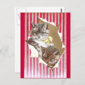 Katzen reißen sich durch das Packpapier Postkarte (Vorne/Hinten)
