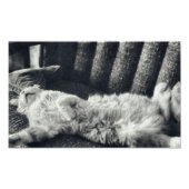 Katzen Schlafen auf Couch Feline Sofa Kitty Fotodruck (Vorne)