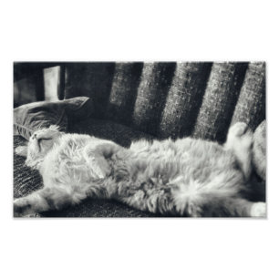 Katzen Schlafen auf Couch Feline Sofa Kitty Fotodruck