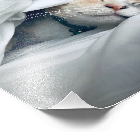 Katzen schlafen unter weißer Decke Fotodruck (Ecke)