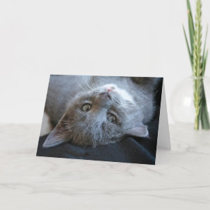 Katzen-Schnurrtag-Karte Karte