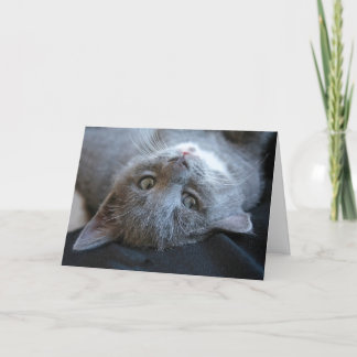 Katzen-Schnurrtag-Karte Karte