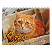 Katzen Schöne Portraits für Haustiere Kalender (Titelbild)