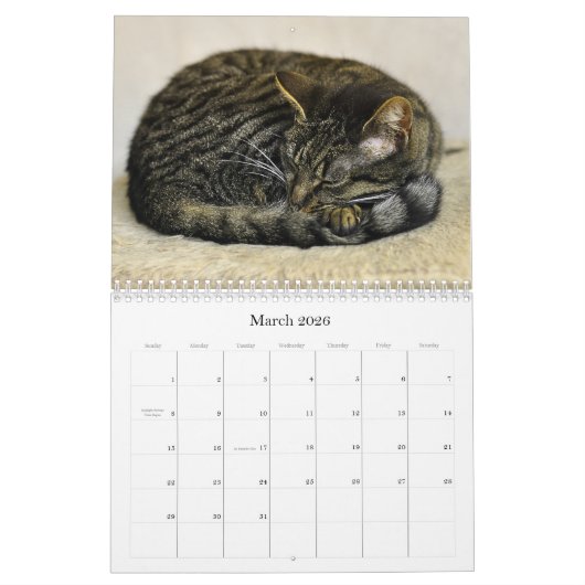 Katzen Schöne Portraits für Haustiere Kalender (Mär 2026)