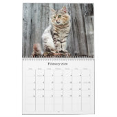Katzen Schöne Portraits für Haustiere Kalender (Feb 2026)