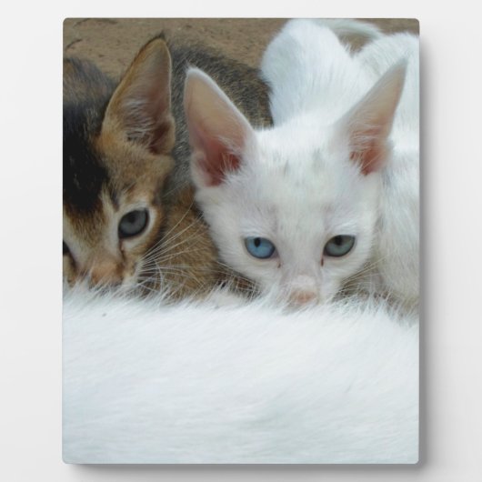Katzen sehen niedlich aus fotoplatte (Vorderseite)
