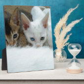 Katzen sehen niedlich aus fotoplatte (Seite)