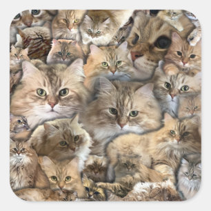 Katzen! Sibirienwälder Quadratischer Aufkleber