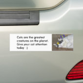 Katzen sind der bestste Autoaufkleber (Auf Auto)