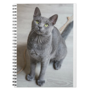 Katzen sind die besten 57 notizblock