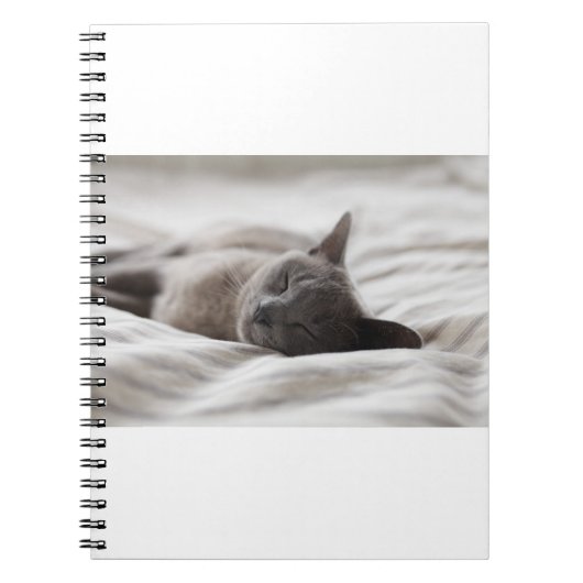 Katzen sind die besten 66 notizblock (Vorderseite)