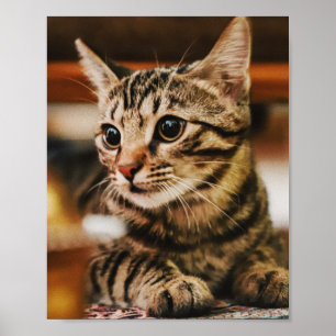 Katzen sind die besten 85 poster