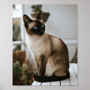 Katzen sind die besten 86 poster