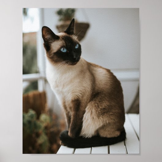 Katzen sind die besten 86 poster (Vorne)