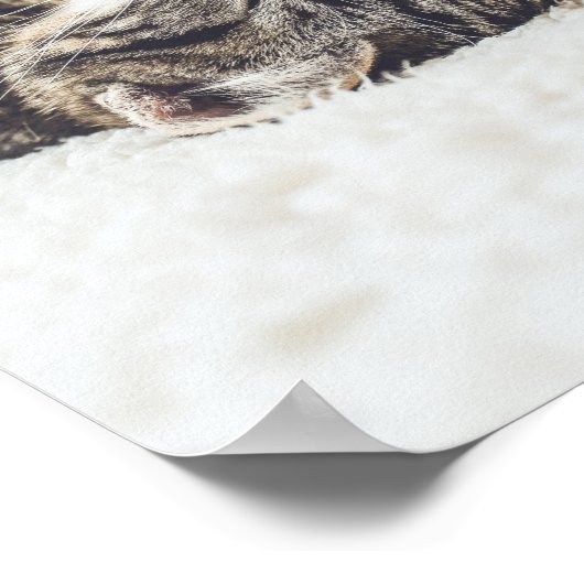 Katzen sind die besten 88 poster (Ecke)