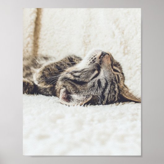 Katzen sind die besten 88 poster (Vorne)