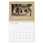 Katzen sind Katzen - Kalender - Liebe gewinnt (Jan 2026)