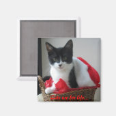 Katzen sind lebenslang.. magnet (Vorderseite/Rückseite)