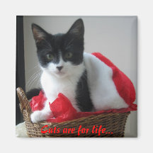 Katzen sind lebenslang..