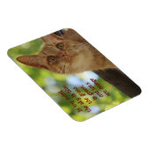 Katzen sind orange magnet (Rechte Seite)