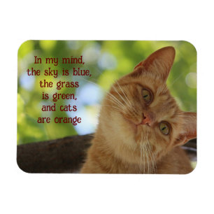 Katzen sind orange magnet