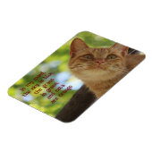 Katzen sind orange magnet (Linke Seite)