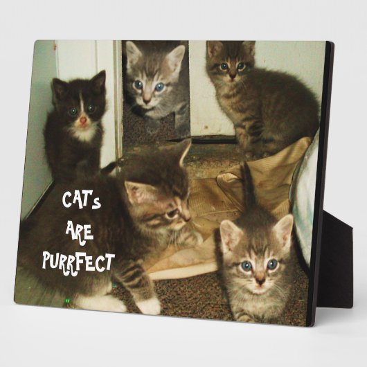 KATZEN SIND UNBEDINGT FOTOPLATTE (Seite)