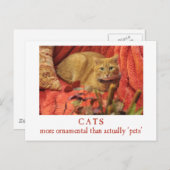 Katzen sind Zierkatzen Postkarte (Vorne/Hinten)