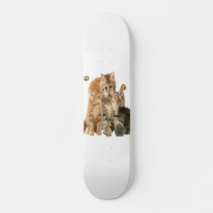Katzen Skateboard