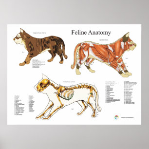 Katzen-Skelettmuskel-Veterinäranatomie-Diagramm Poster