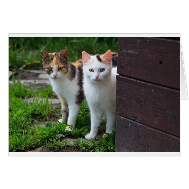 Katzen spielen (Vorderseite (Horizontal))