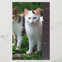 Katzen spielen briefpapier