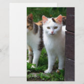 Katzen spielen briefpapier (Vorne/Hinten)