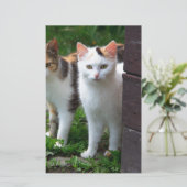 Katzen spielen briefpapier (Stehend Vorderseite)