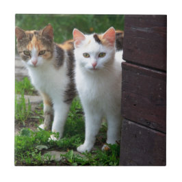 Katzen spielen fliese
