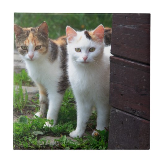 Katzen spielen fliese (Vorderseite)
