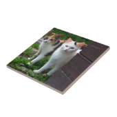 Katzen spielen fliese (Seite)